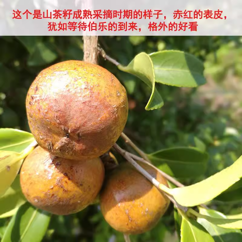 赣南纯正茶籽油（农家普通款）